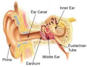 Diagram of an inner ear